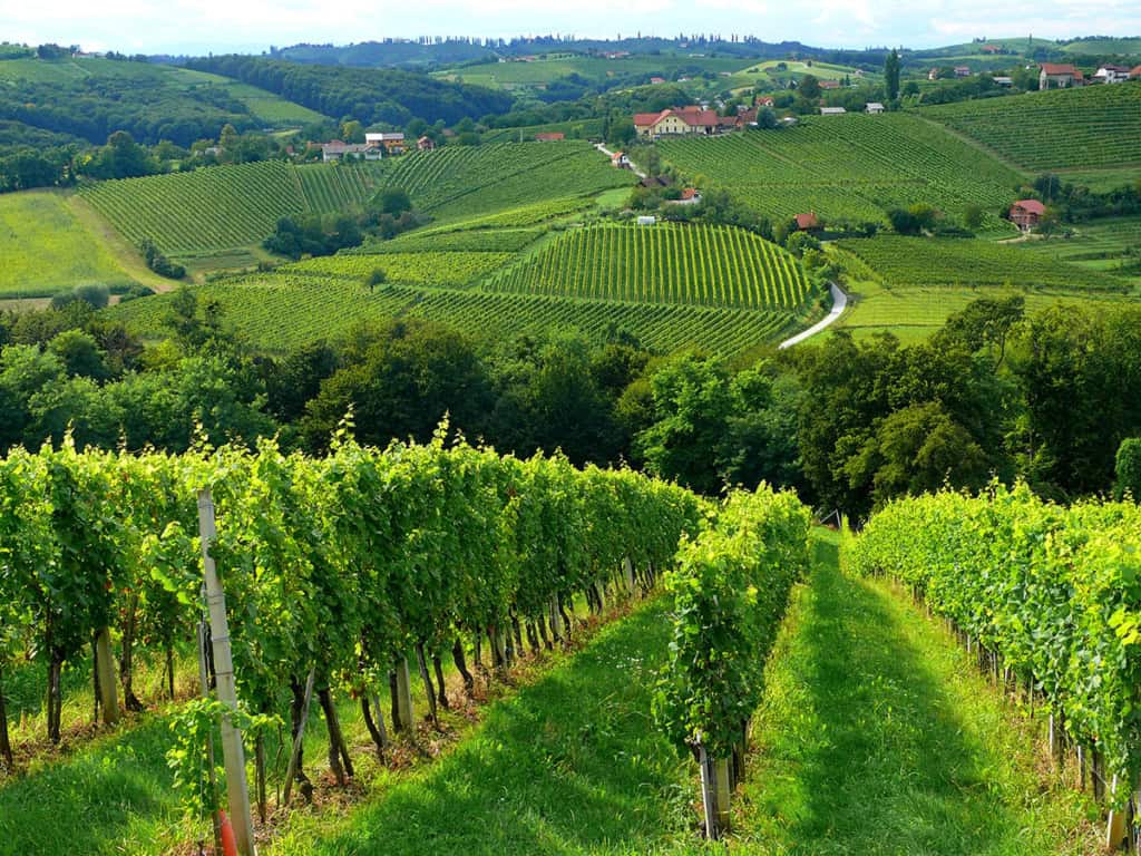 Puklavec Winery